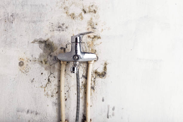 Best Post-Flood Mold Remediation in Hallettsville, TX