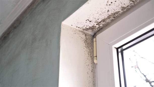 Best Insurance-Related Mold Remediation in Hallettsville, TX