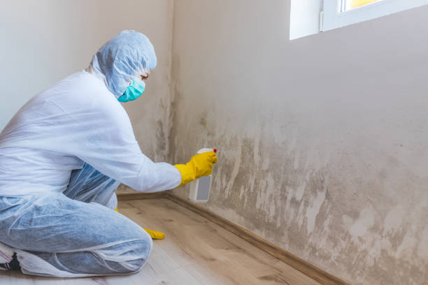 Best Residential Mold Remediation in Hallettsville, TX