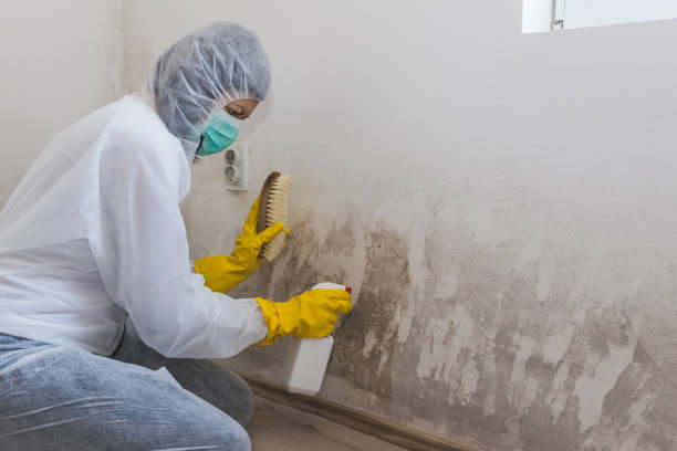 Best Basement Mold Remediation in Hallettsville, TX