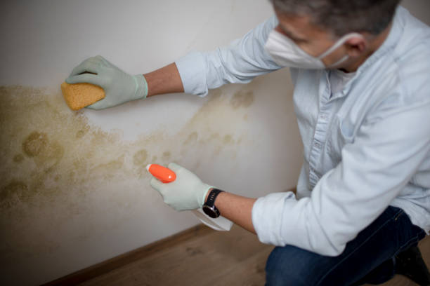 Trusted Hallettsville, TX Mold Remediation Experts