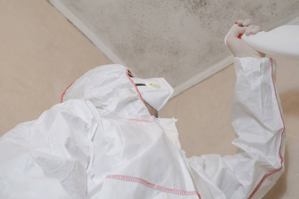 Best Post-Flood Mold Remediation in Hallettsville, TX