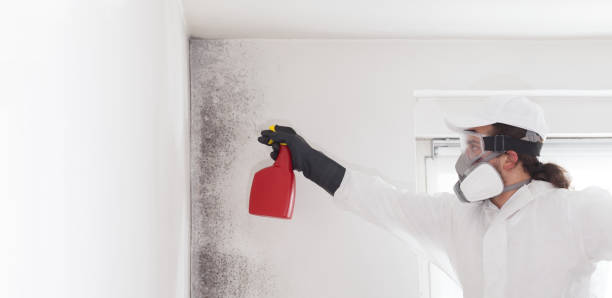 Best Emergency Mold Remediation in Hallettsville, TX