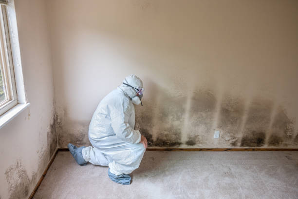 Best Attic Mold Remediation in Hallettsville, TX