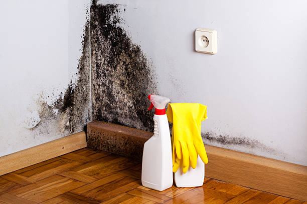 Best Mold Remediation for Schools in Hallettsville, TX