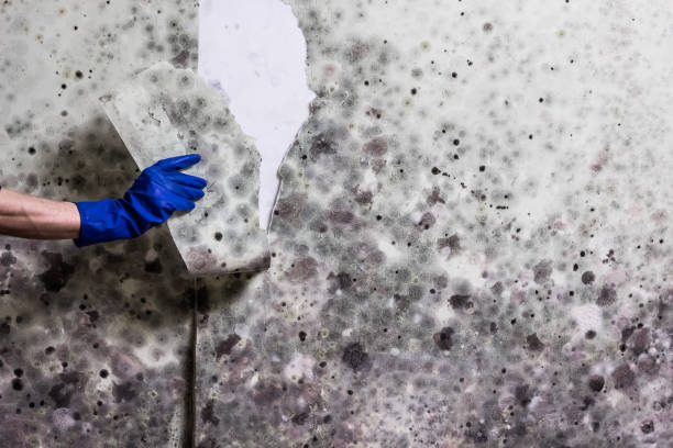 Best DIY Mold Remediation Support Services in Hallettsville, TX