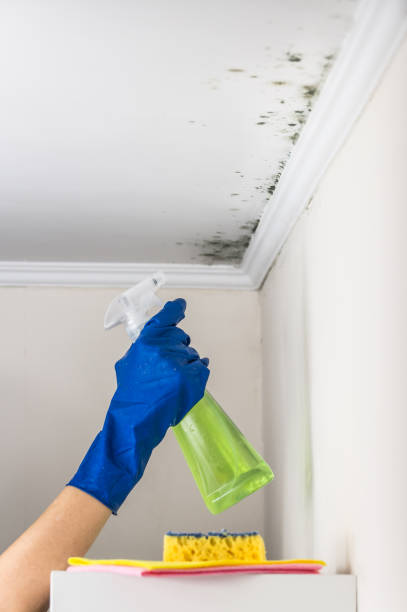 Best Mold Remediation for Specific Building Types in Hallettsville, TX